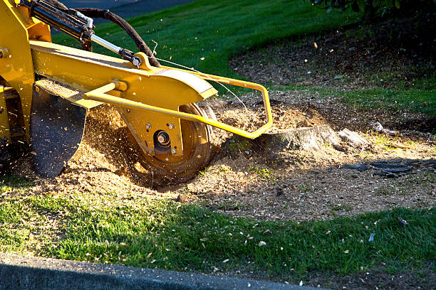 How Our Tree Care Process Works  in  Show Low, AZ